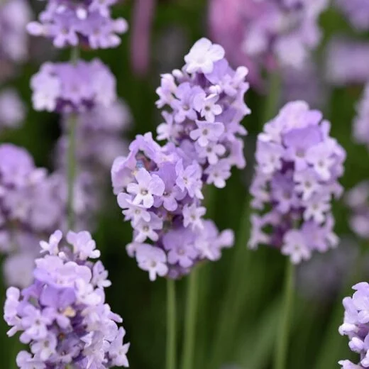 Lavender 'Melissa Lilac' — Canterbury Plantation